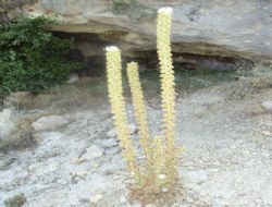 Tozlu Yaylamzn Yaban Bitkileri