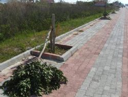 Anamurda Belediye Fidanlar Kesildi.