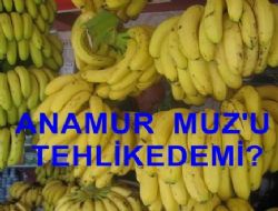 Anamur Muz'u Tehlikedemi?