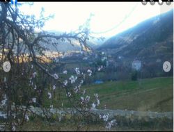 Kazancda Bademler iek At