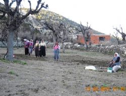 Havar Mavar Ekimleri balad