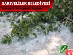 Sarveliler Kavak Aalarn Kesti.