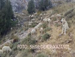 HAYRETTN DEMRTA R