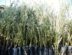 Anamur'dan Zeytin, Nar Fidesi